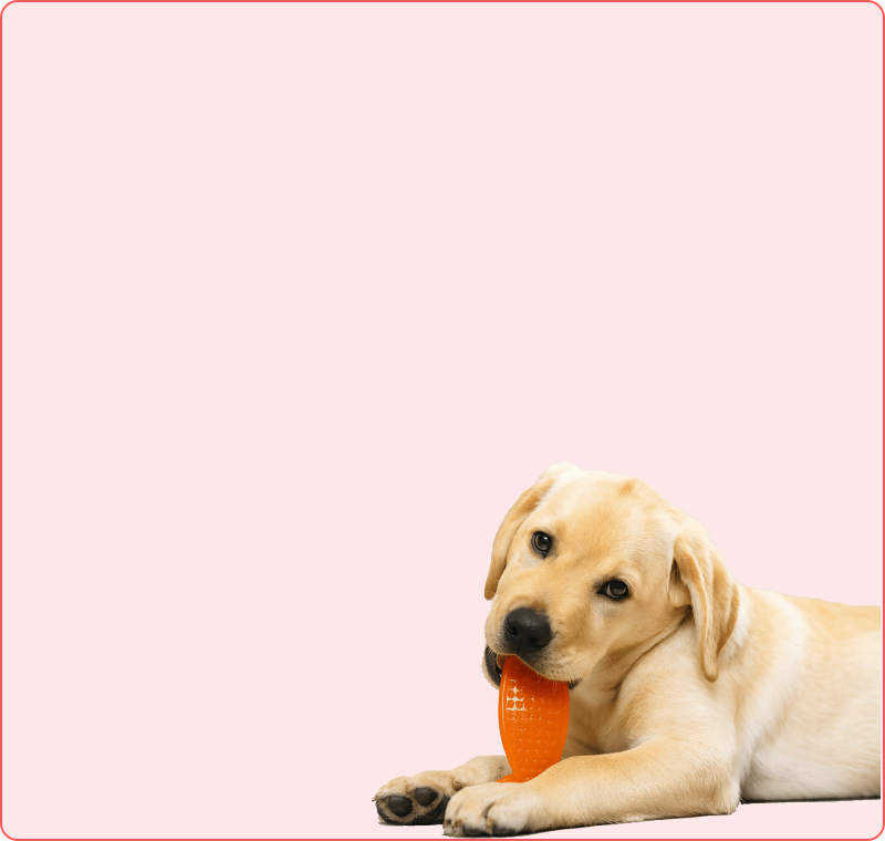 Schattige puppy met speelgoed - Puppy speelgoed collectie