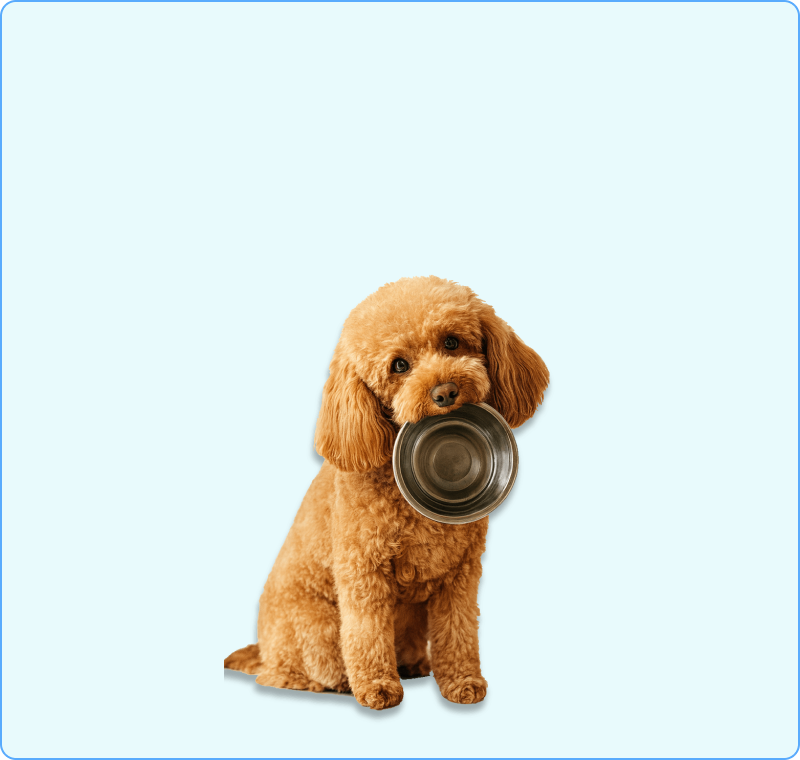 Schattige puppy met voerbak - Puppy voeding