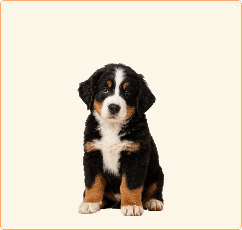 Schattige puppy - Alles voor je nieuwe puppy